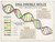 DNA Cellular Function Classroom Poster. 