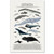 Order Cetacea - Whales, Dolphins and More - Science Classroom Poster. 