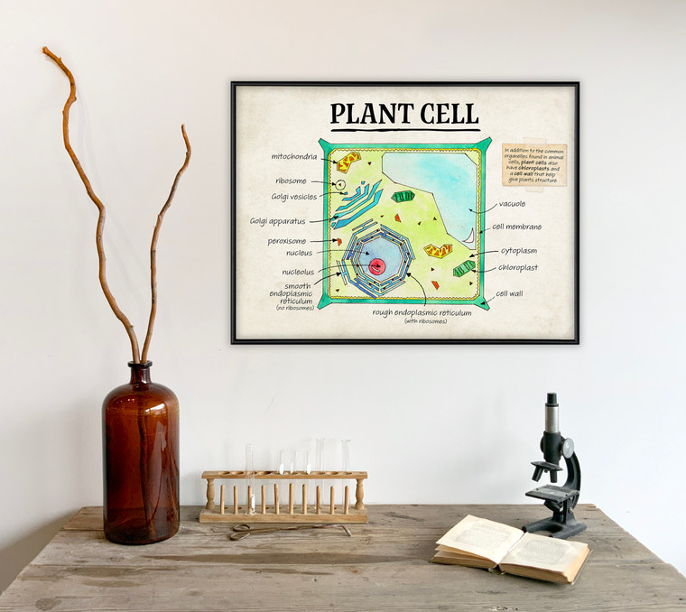 Plant Cell Cellular Structure Classroom Poster. 