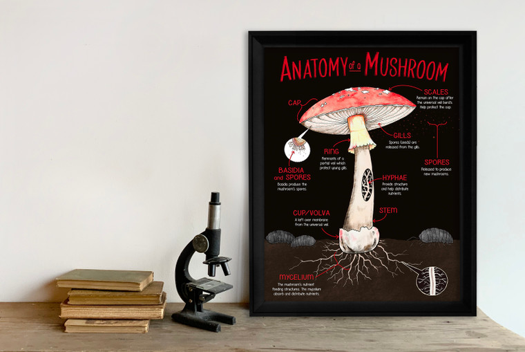 Illustrated Anatomy of a Mushroom Fine Art Print. 