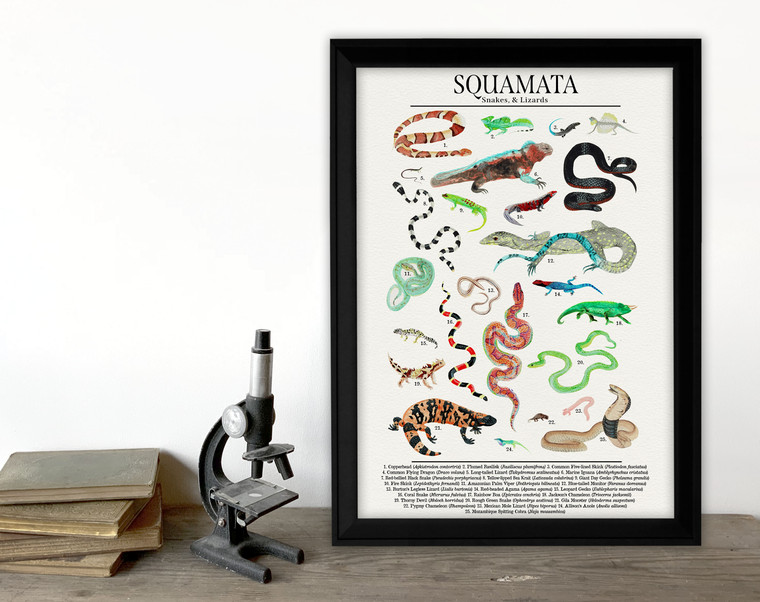 Order Squamata - Snakes, Lizards, and More -  Science Classroom Poster. 