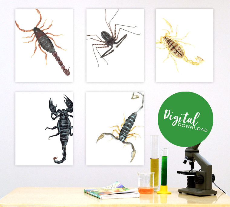 Scorpions Gallery Wall Elementary and Middle School Scientific Classroom DIGITAL DOWNLOAD Bundle