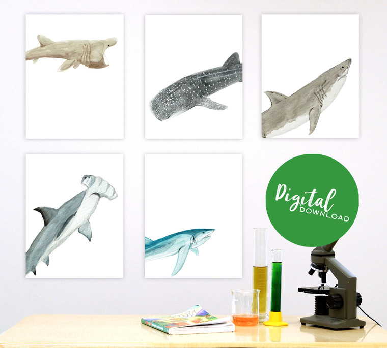 Sharks Gallery Wall Elementary and Middle School Scientific Classroom DIGITAL DOWNLOAD Bundle