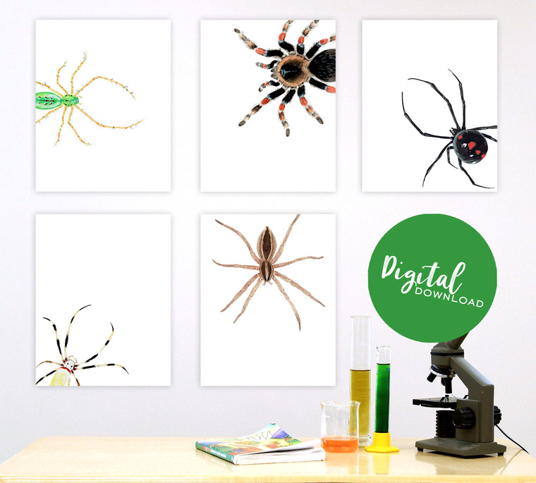 Spiders Gallery Wall Elementary and Middle School Scientific Classroom DIGITAL DOWNLOAD Bundle