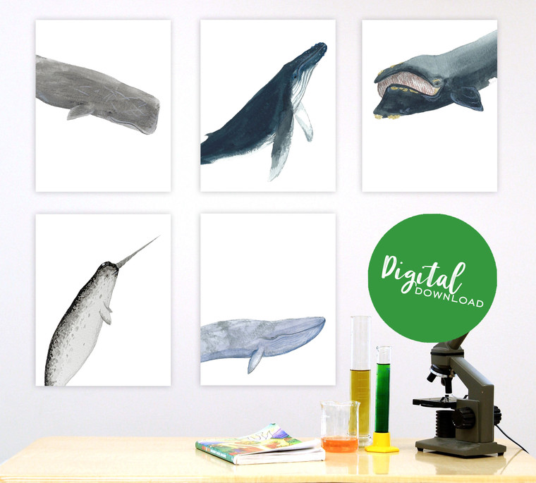 Whales Gallery Wall Elementary and Middle School Scientific Classroom DIGITAL DOWNLOAD Bundle