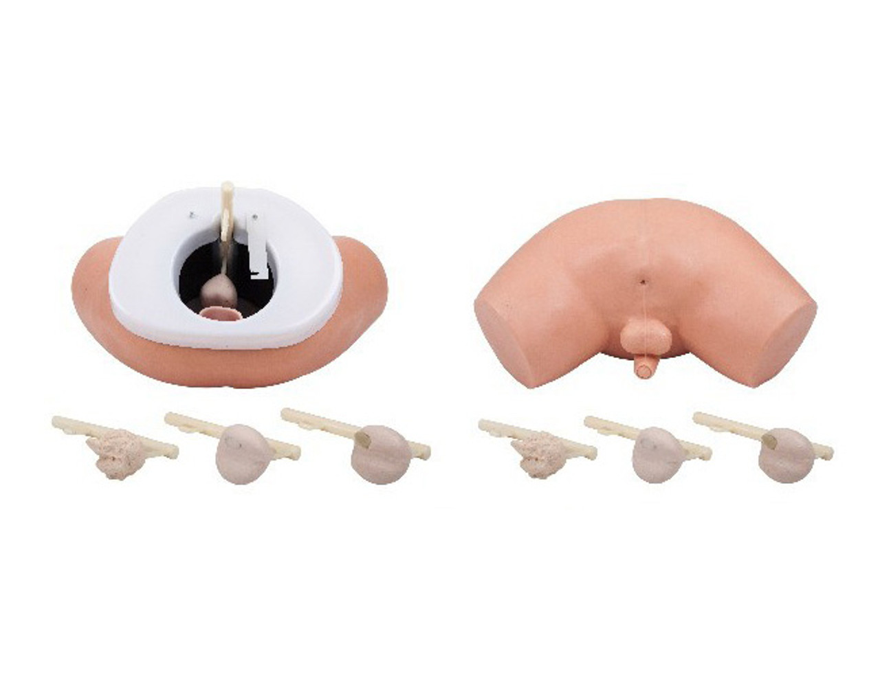 Buy Online Prostate Examination Simulator AR-F2 ARI from GZ Industrial  Supplies Nigeria