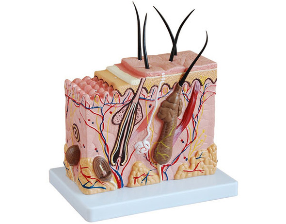 Skin Tissue Model  AR-41002  ARI 

