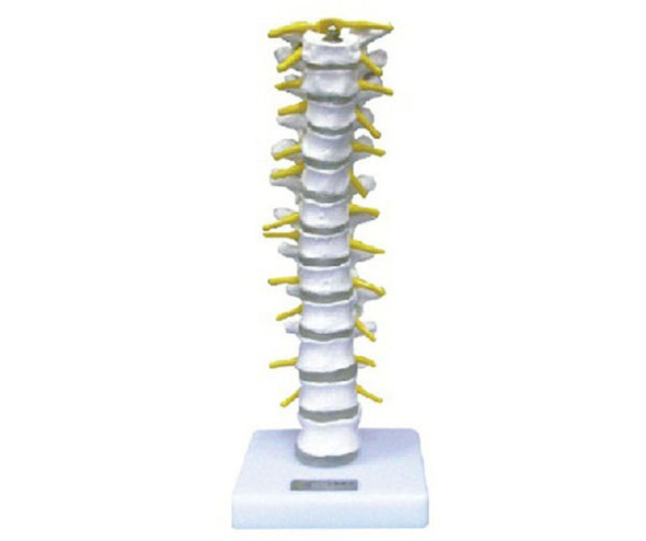 Thoracic Vertebra Model AR-11108    ARI