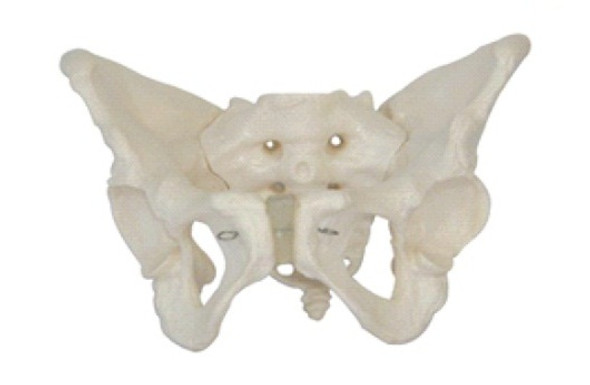 Female Pelvis Model AR-11128  ARI