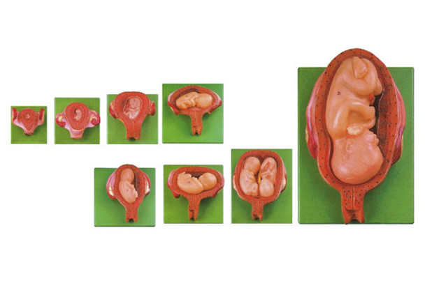 Embryonic Development Stages Model (8 parts) AR-42005  ARI