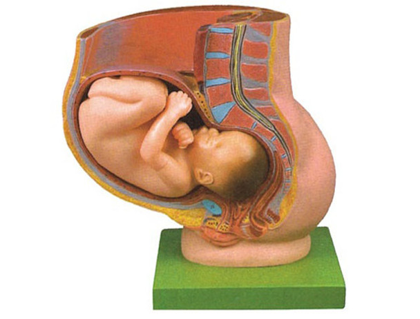 Pregnancy Pelvis with Mature Fetus-2 Parts AR-42006  ARI