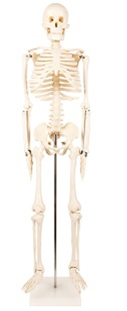 Human Skeleton Model 85CM AR-11101-3  ARI

