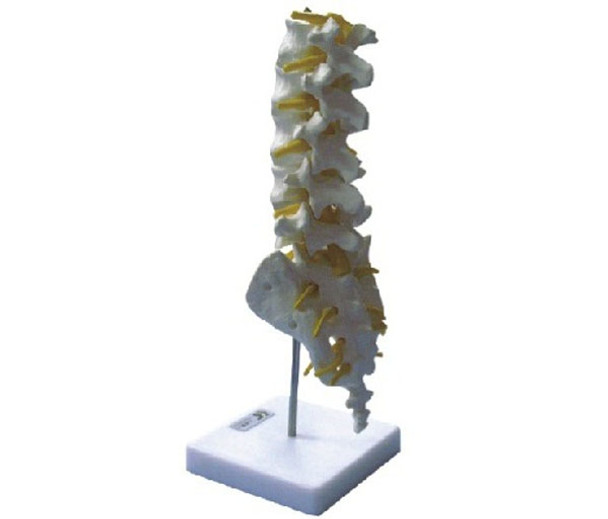 Lumbar Vertebra Model AR-11109  ARI

