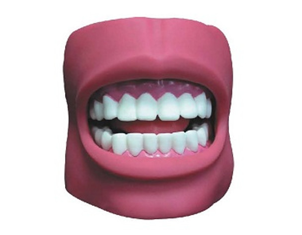 Dental Care Model (with Cheek) AR-K4  ARI