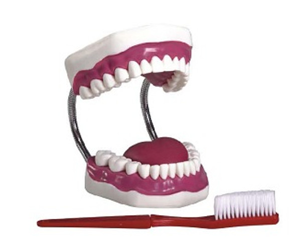 Dental Care Model (28pcs) AR-K1  ARI