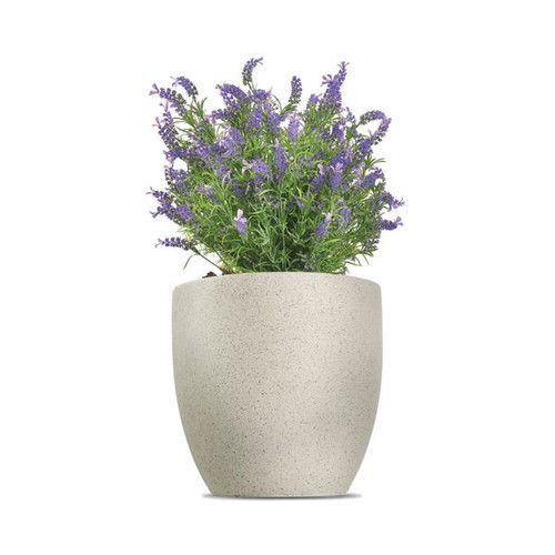 Vistafolia French Lavender Bush Purple FLB-PPL Vistafolia French Lavender Bush Purple FLB-PPL