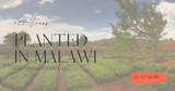 122 Trees Planted in Malawi | August 2024