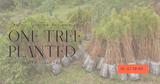 Locket Sisters Partners with One Tree Planted: Every locket plants a tree!