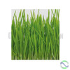 West Coast Seeds Sprouting Seeds- Organic Hard Red Wheat | Optimizenutrition.ca