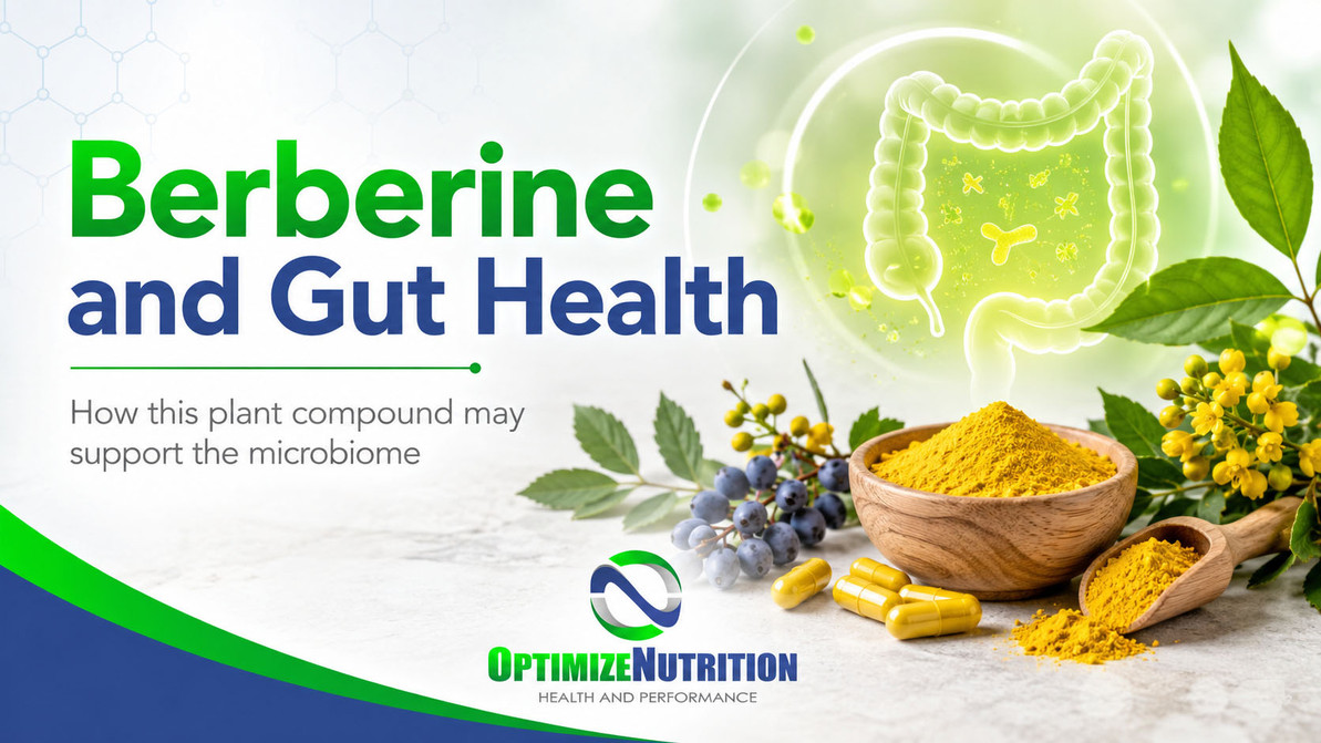 Berberine for Gut Health: Microbiome, Digestion, and Inflammation Support