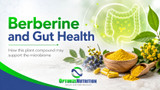 Berberine for Gut Health: Microbiome, Digestion, and Inflammation Support