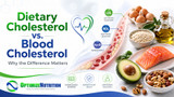 Dietary Cholesterol vs. Blood Cholesterol: Do Eggs Really Raise Cholesterol?