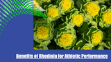 Benefits of Rhodiola for Athletic Performance