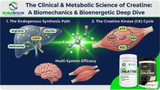 The Clinical & Metabolic Science of Creatine: A Biomechanics & Bioenergetic Deep Dive