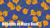 What are the Benefits of Maca Root? 