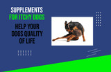 What Supplements Can Help Itchy Dogs?