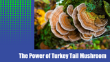 The Power of Turkey Tail Mushroom: A Natural Immune System Support