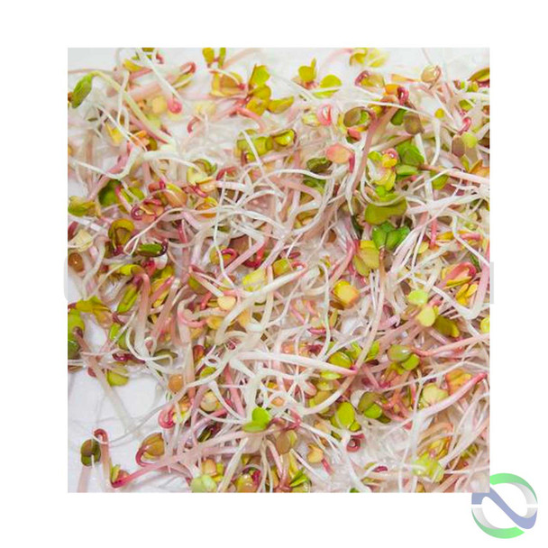 West Coast Seeds Sprouting Seeds- Red Radish | Optimize nutrition