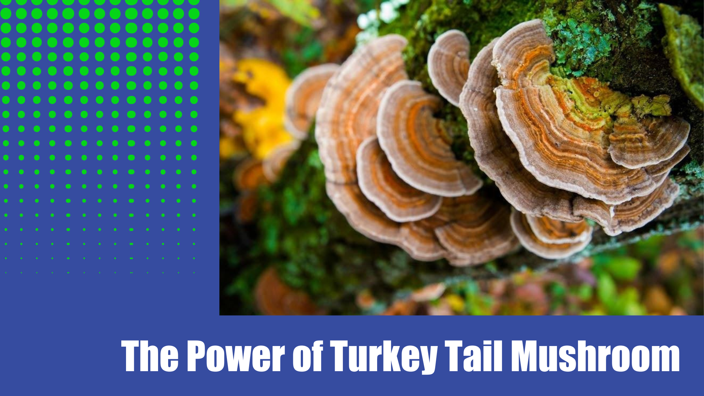 The Power Of Turkey Tail Mushroom A Natural Immune System Support Optimize Nutrition