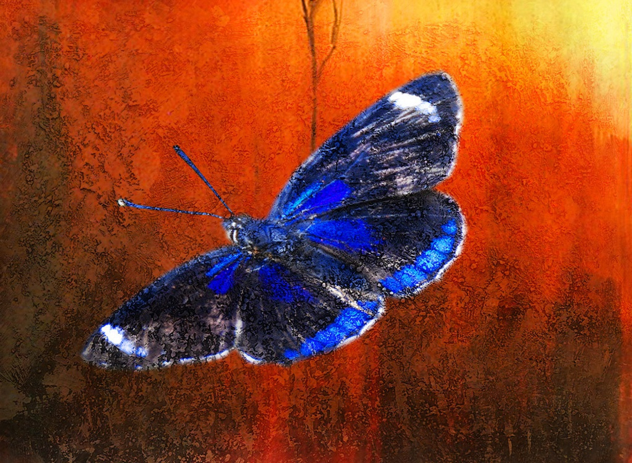 Buy Beautiful Butterfly 2 by Community Artists Group@ Rs. 9590 ...