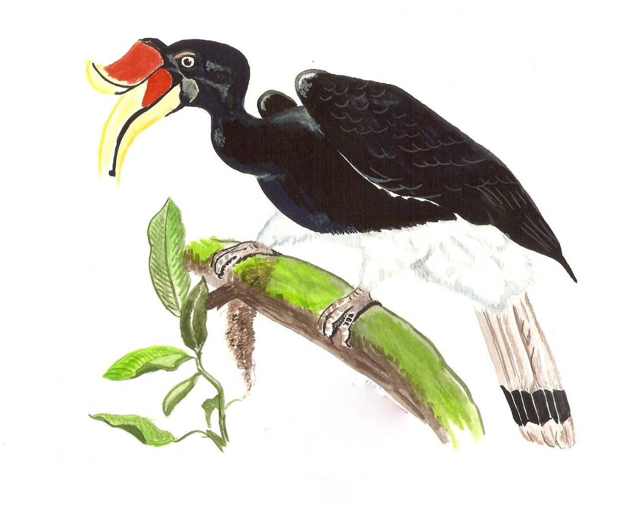 rhinoceros hornbill drawings realistic