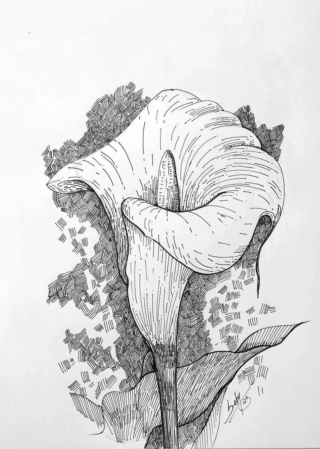 Sketches Elegant Floral Sketch Detailed Pen Sketch Handmade Painting