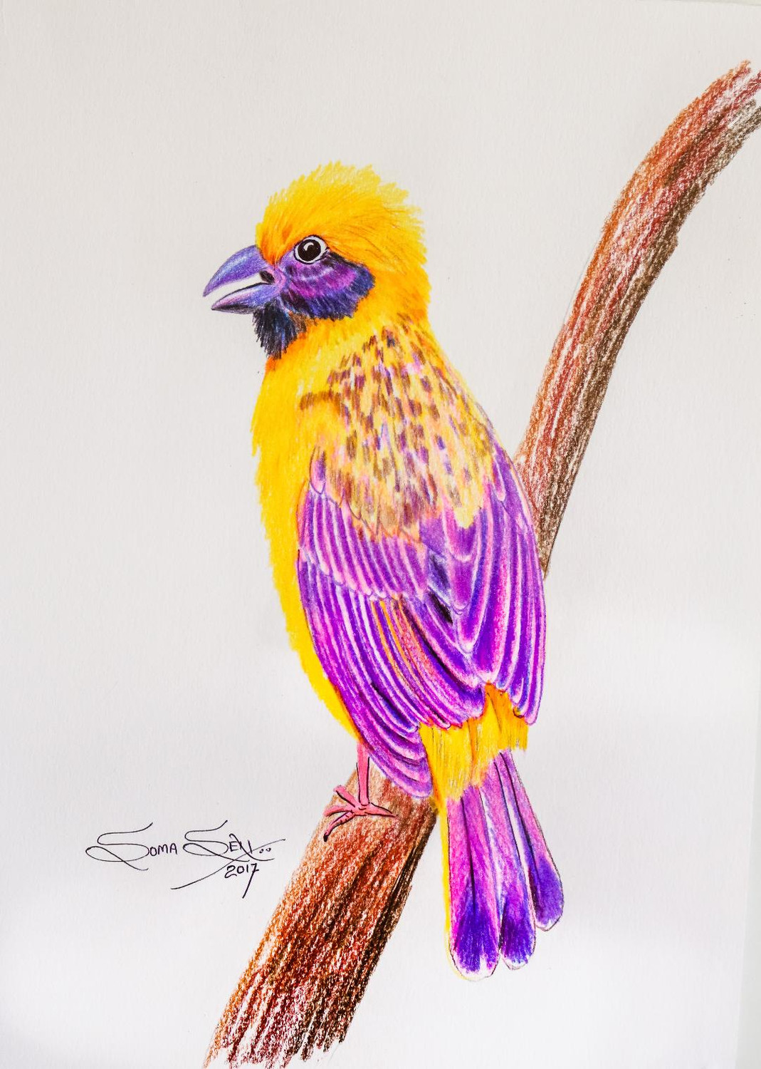 Beautiful Bird Drawing : r/Watercolor