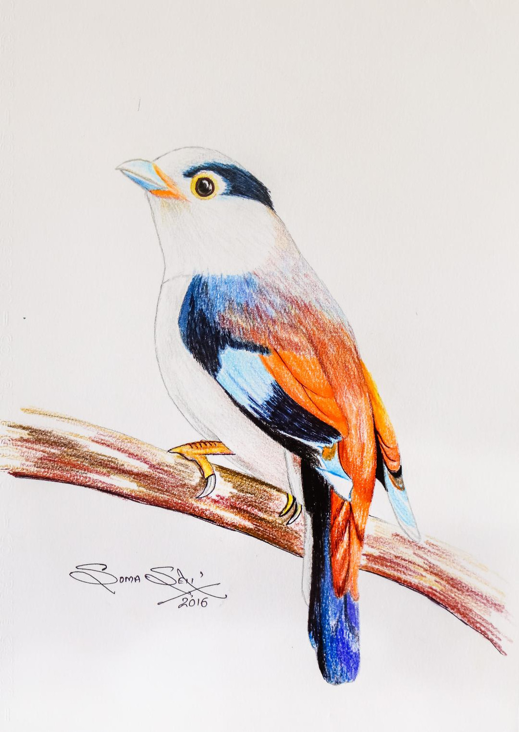 KINGFISHER Original Color Pencil Drawing Bird Art Portrait Size 11.75 X  8.25 Mount matte Size 14 X 11 Signed by Artist G Tymon - Etsy