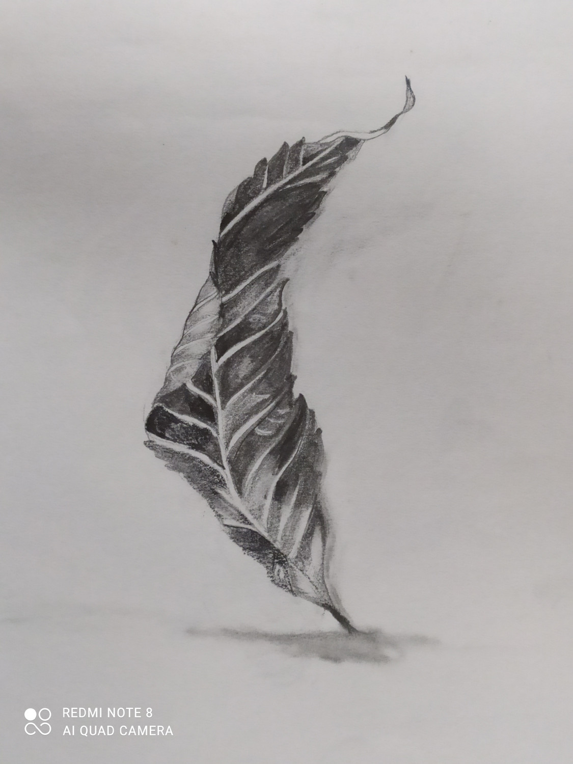 Black and White Butterfly Drawing