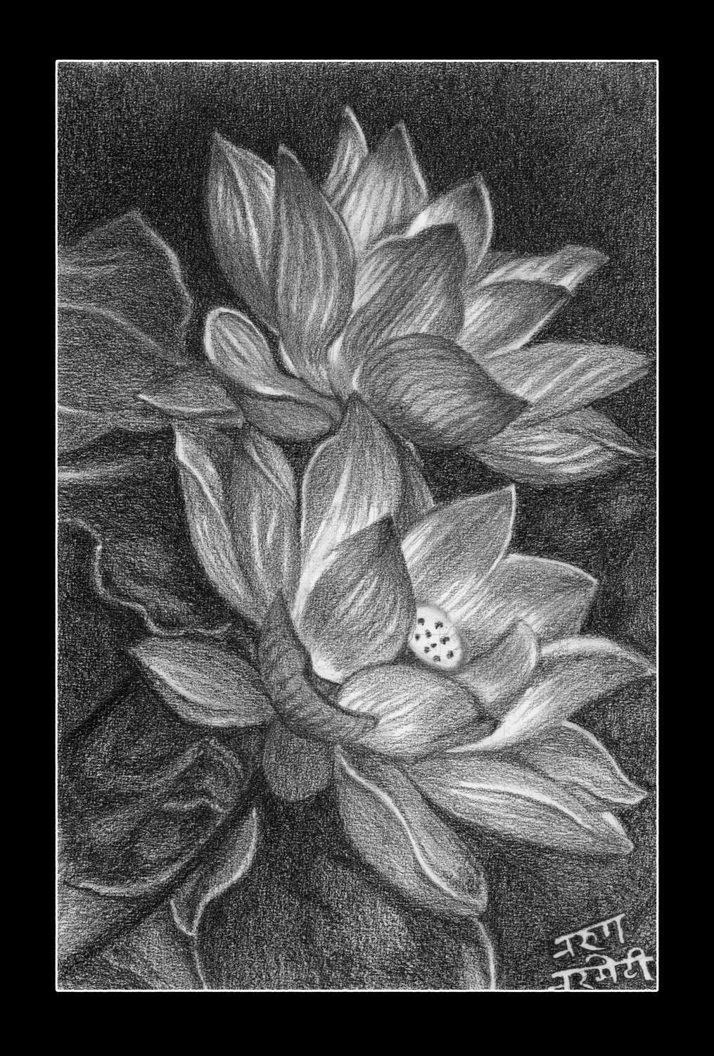 Buy Print of Colored Pencil Drawing of Lotus, Realism Online in India - Etsy