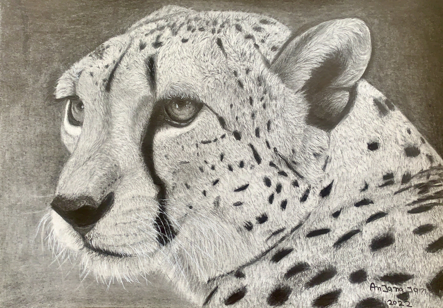 My cheetah drawing : r/learnart