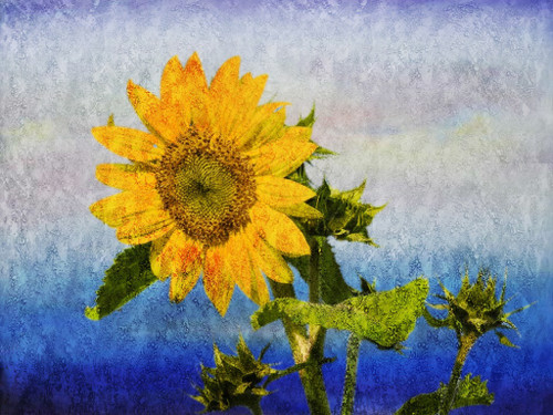 Flower,Floral,Colorful Flowers,Sunflowers Flower,Floral,Colorful Flowers,Sunflowers