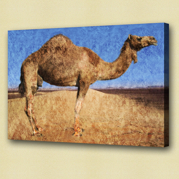 camel, camel in desert, camel walking alone