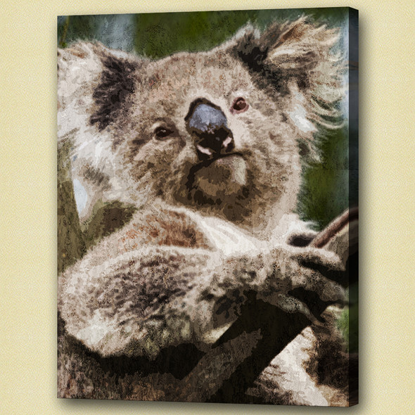 koala,stocky animal,wild life,wild animal,zoo  animal