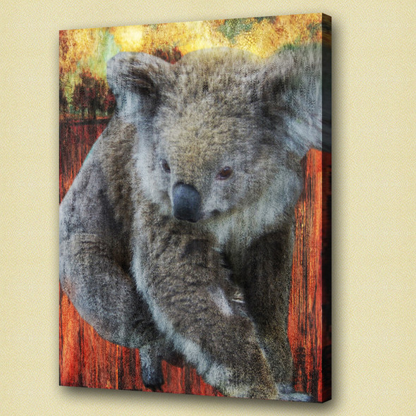 koala,stocky animal,wild life,wild animal,zoo  animal baby koala