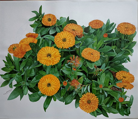 Marigolds (ART_8874_75733) - Handpainted Art Painting - 12in X 10in