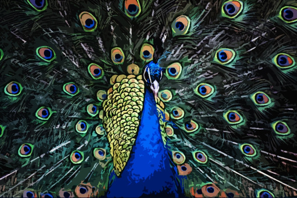 Elegant Peacock,Bird,Indian National Bird,Beautiful Bird