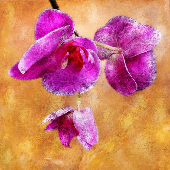 Beauty of Flower 1 - Handpainted Art Painting - 30in X 30in