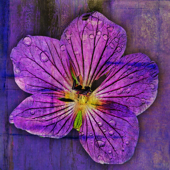 Beauty of Flower 12 - Handpainted Art Painting - 32in X 32in