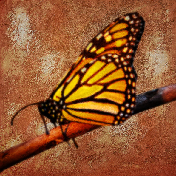 The Butterfly 1 - Handpainted Art Painting - 30in X 30in